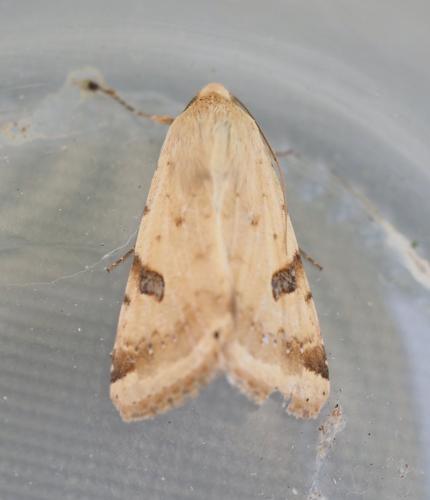 Réf. 304 464 : Heliothis peltigera